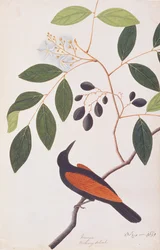 Großer Coucal, aus Zeichnungen von Vögeln aus Malakka, ca. 1805-18